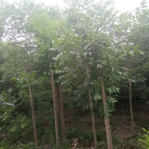 九江无患子树