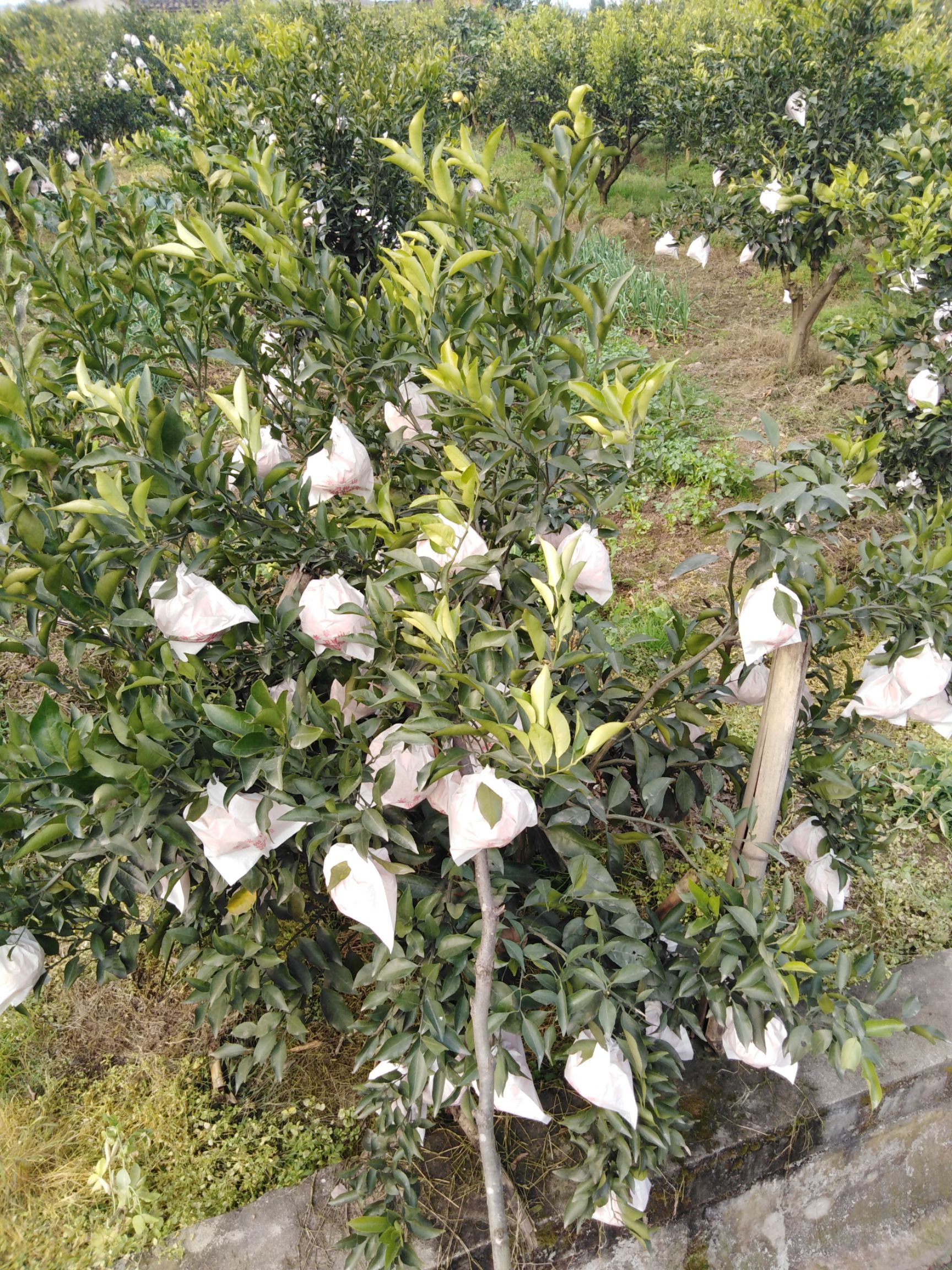 耙耙柑 7.5 - 8cm 4两以上