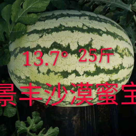南阳绿宝沙漠一号西瓜种子  景丰沙漠蜜宝 耐旱产量高口感好