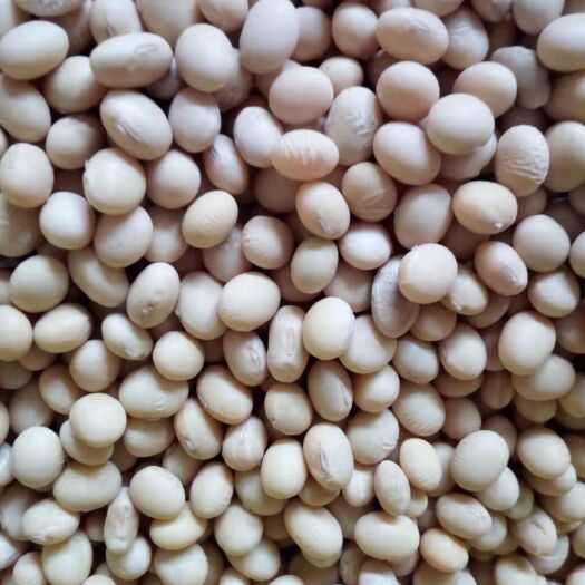 阜宁县黄豆腐豆杂豆批发