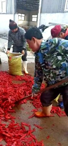 天津红椒 5~10cm 红色 中辣 