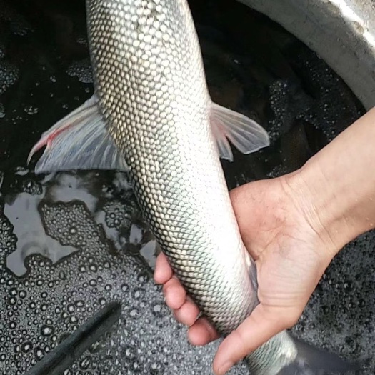 眉山大鳞鲃  银鳕鱼苗鱼场直销批发零售