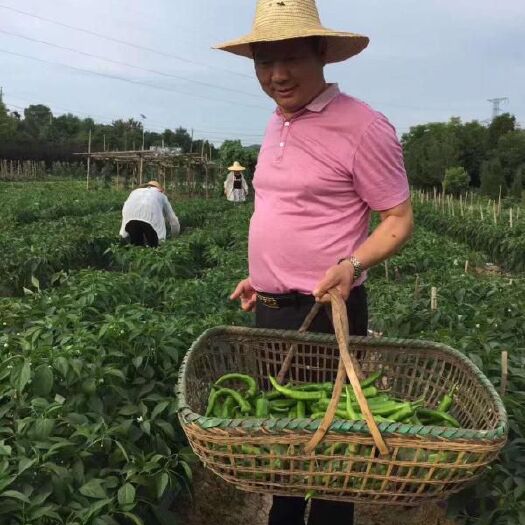 株洲长椒 混装通货 中辣 靑色