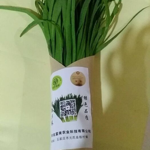石家庄大叶韭菜 头茬 30~35cm 