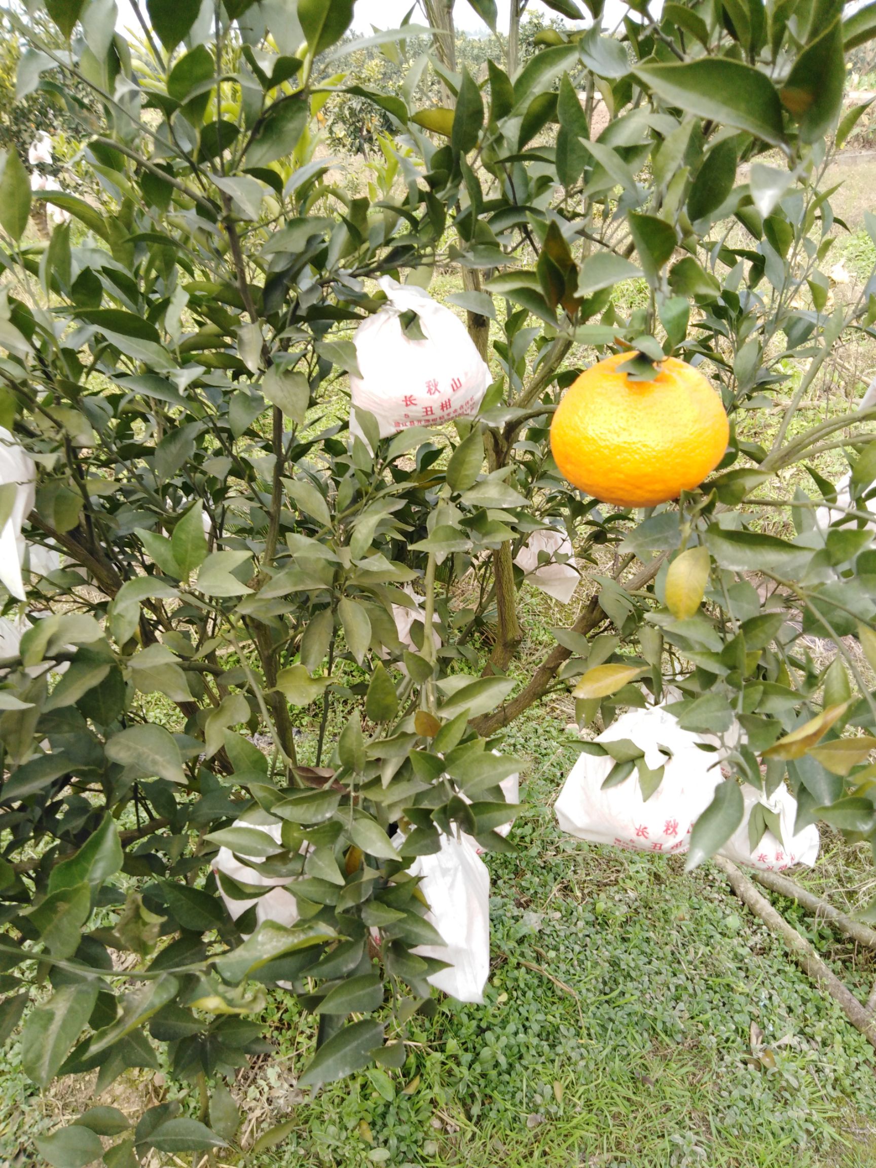 耙耙柑 7.5 - 8cm 4两以上
