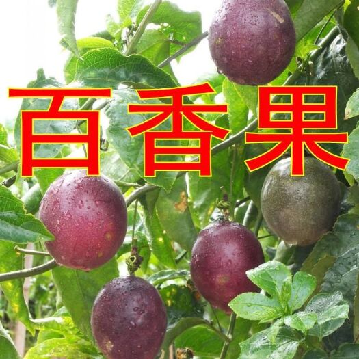 灵山县台农一号百香果苗 高产量比较稳产 果大香甜 供应嫁接苗扦插苗