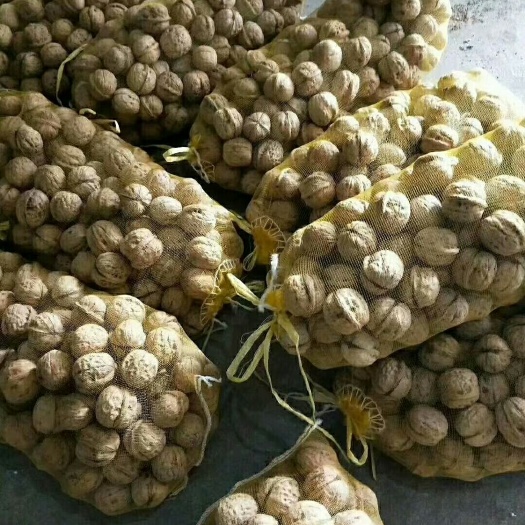 蒙阴县野生核桃