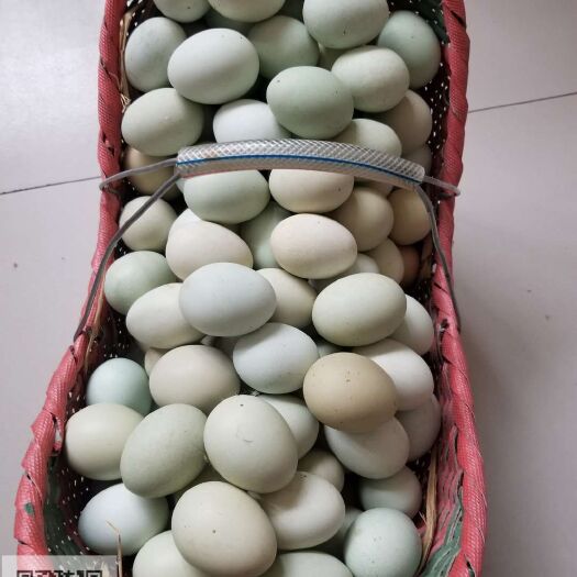 仙桃绿壳鸡蛋 食用 箱装 