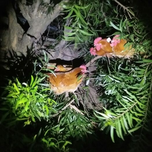 福清市 土鸡土鸭
