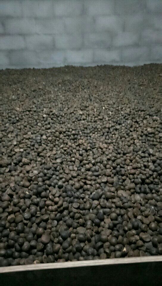 野山茶籽 无农药无化肥，高塞地区，高油率的天然茶子