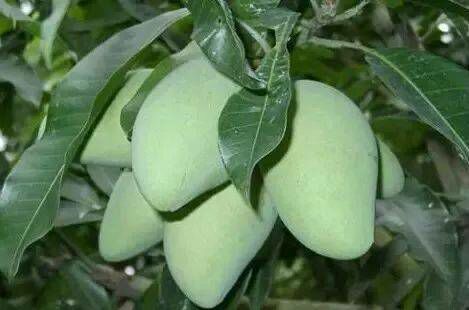 普宁市四季芒果苗