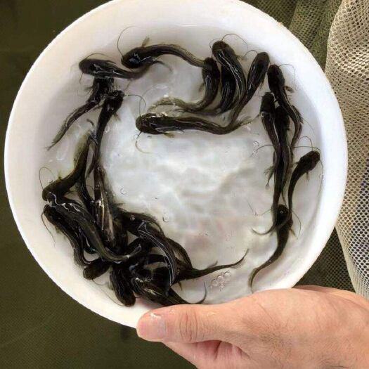 眉山大口鲶鱼苗全国发货规格整齐齐全多少可发