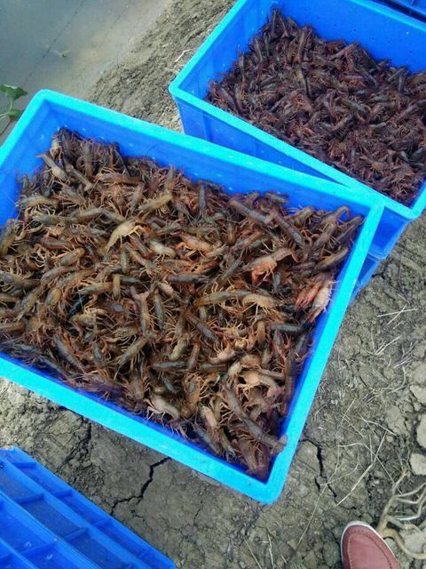 内江小龙虾苗 