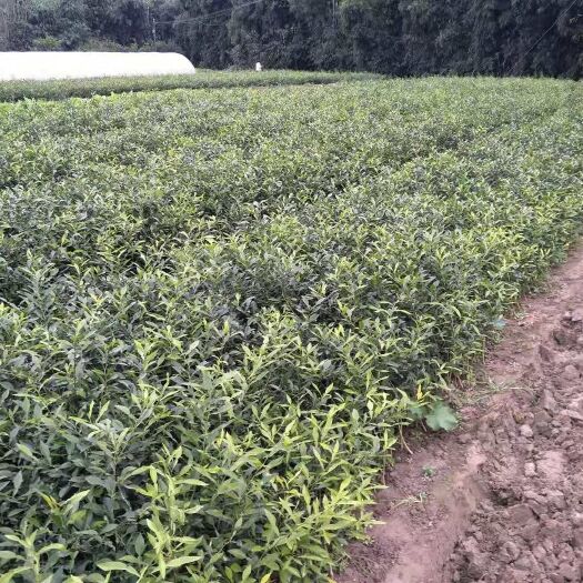 资阳香橙苗 造型苗/树 0.5~1米