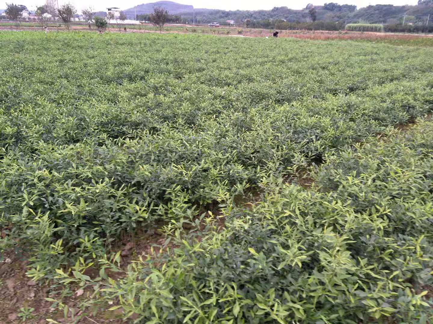 香橙苗 造型苗/树 0.5~1米