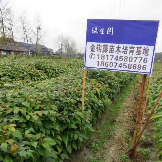 百万双钩藤苗金钩藤2年苗处理卖