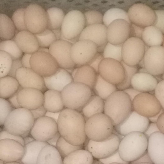 杭州土鸡蛋 食用 简包装 
