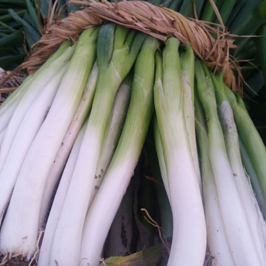 怀远县分葱 30~50cm 净葱 