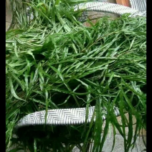遵义凤尾草 湿 