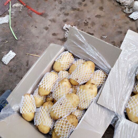 肥城市荷兰15号土豆 2两以上 