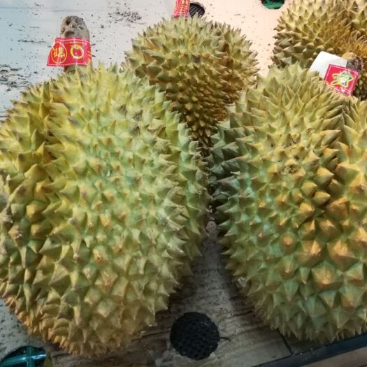 灵山县金枕榴莲苗  热带珍稀高端水果品种
