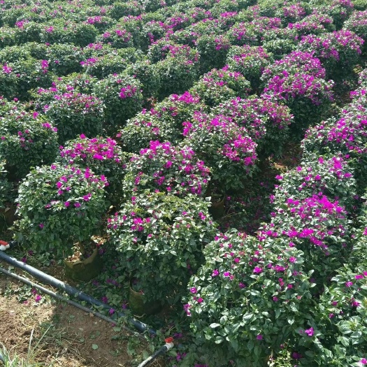 宜良县紫花三角梅 1.0~1.5米