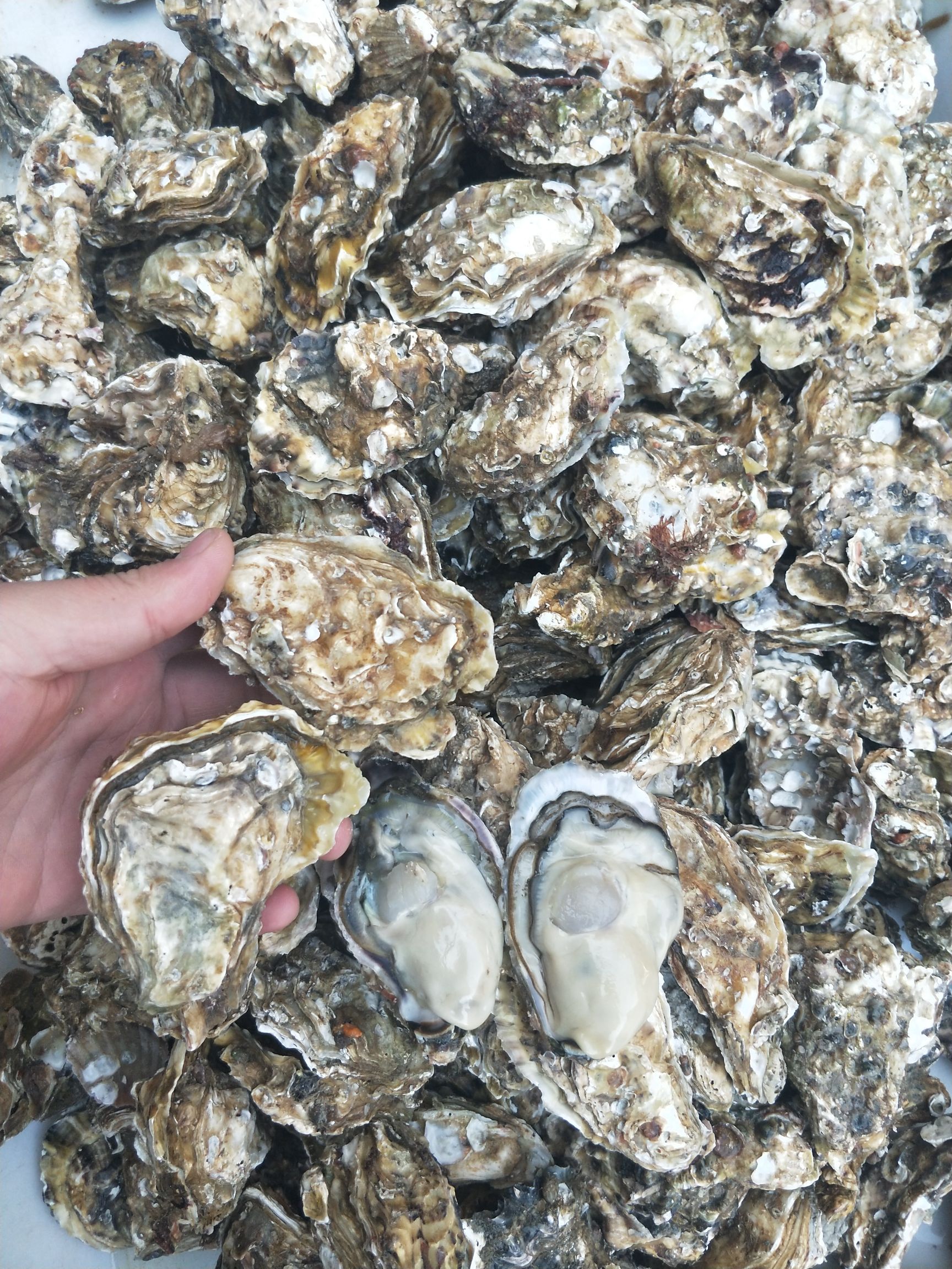 打造乳山最肥牡蛎，用行动说话，质量说话。