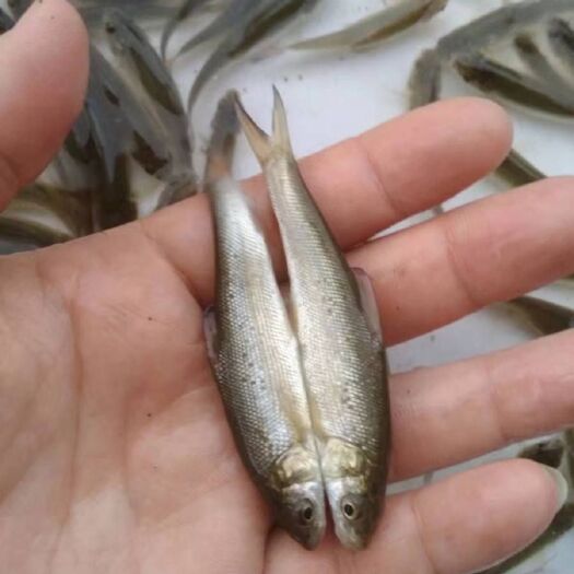 眉山银鳕鱼苗