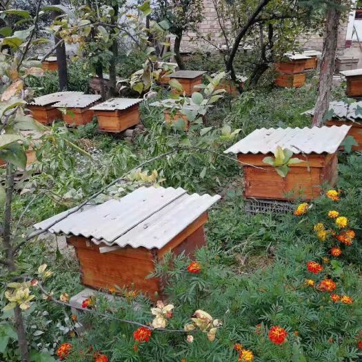 漳县百花蜜 塑料瓶装 2年以上 