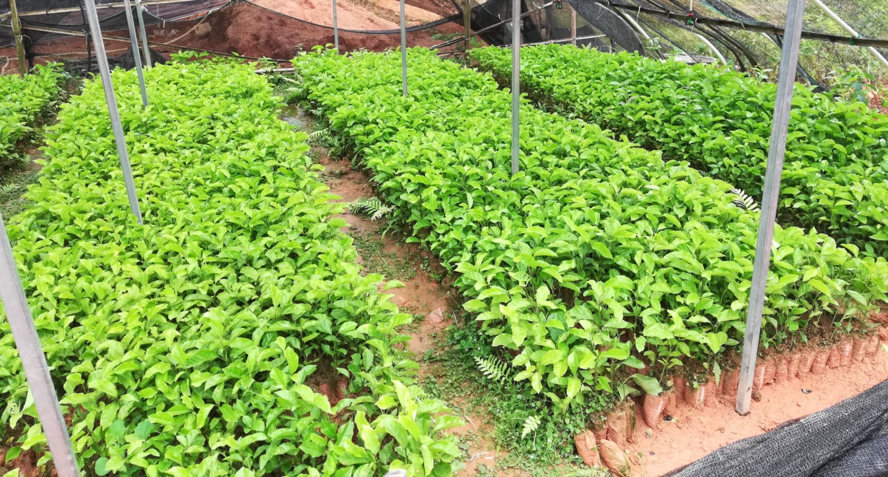 台农一号百香果苗 高产量比较稳产 果大香甜 供应嫁接苗扦插苗