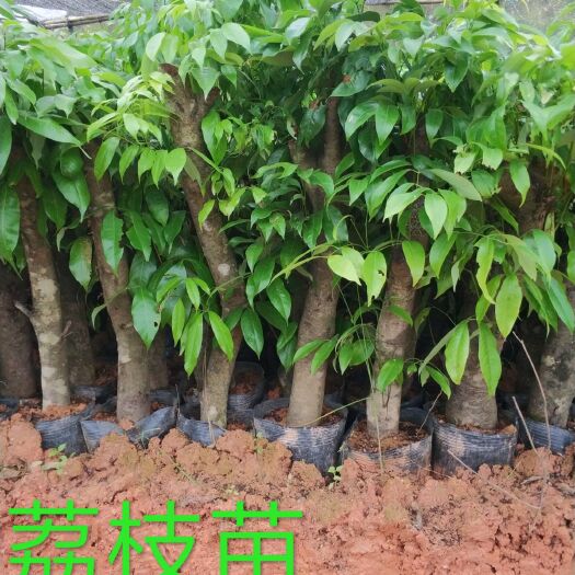 灵山县妃子笑荔枝苗  荔枝征地大数！开枝树