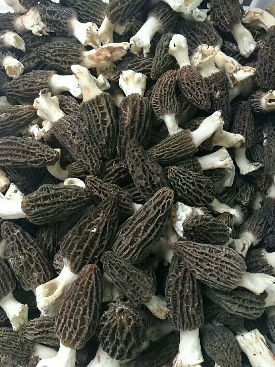 羊肚菌 鲜货