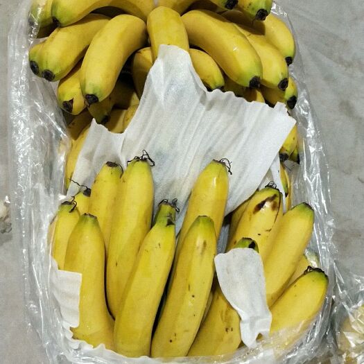 邯郸 广西香蕉23元每箱20斤装净重17斤