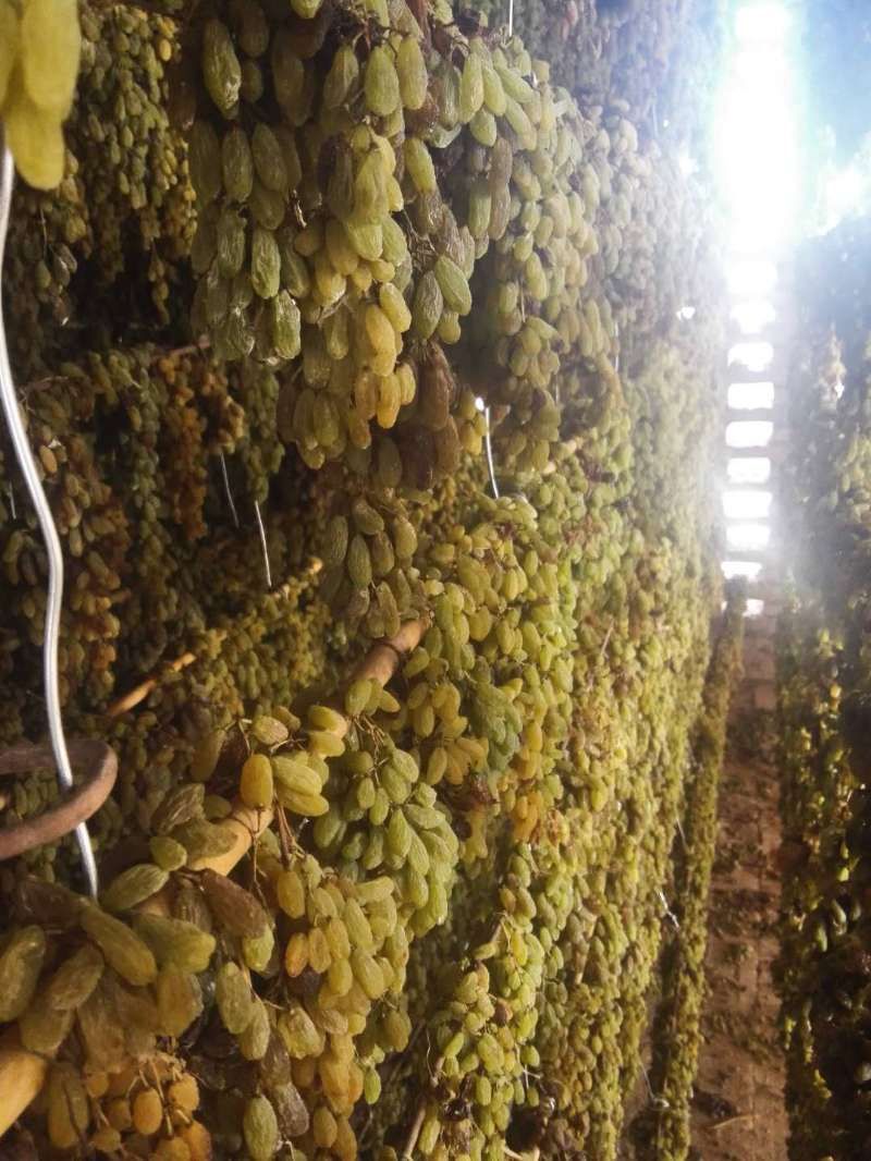 绿香妃葡萄干 优等 