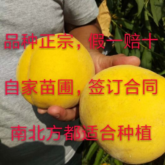 砀山县锦绣黄桃苗，黄金蜜0-3号早熟黄桃，四号晚熟，死苗补发