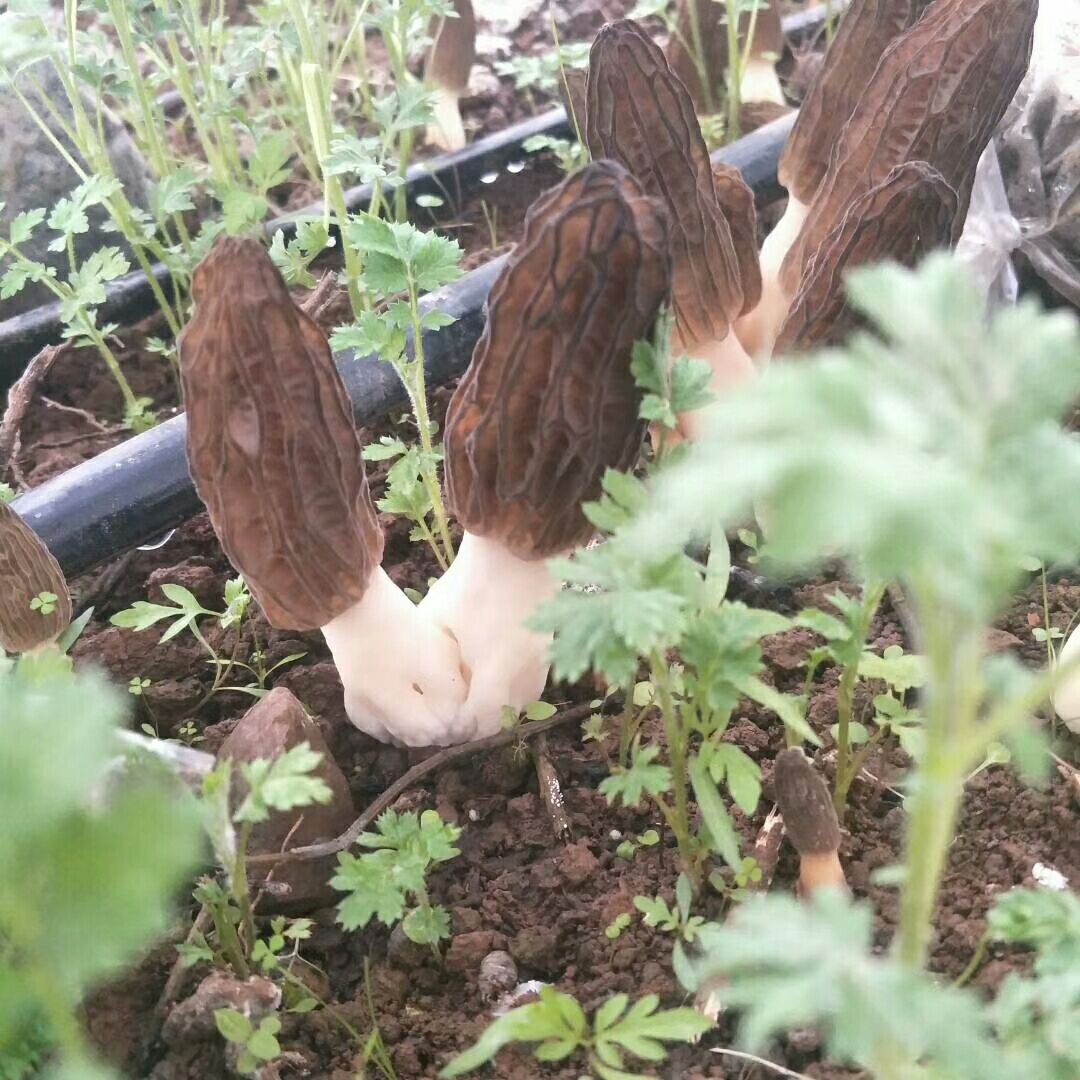 羊肚菌 鲜货