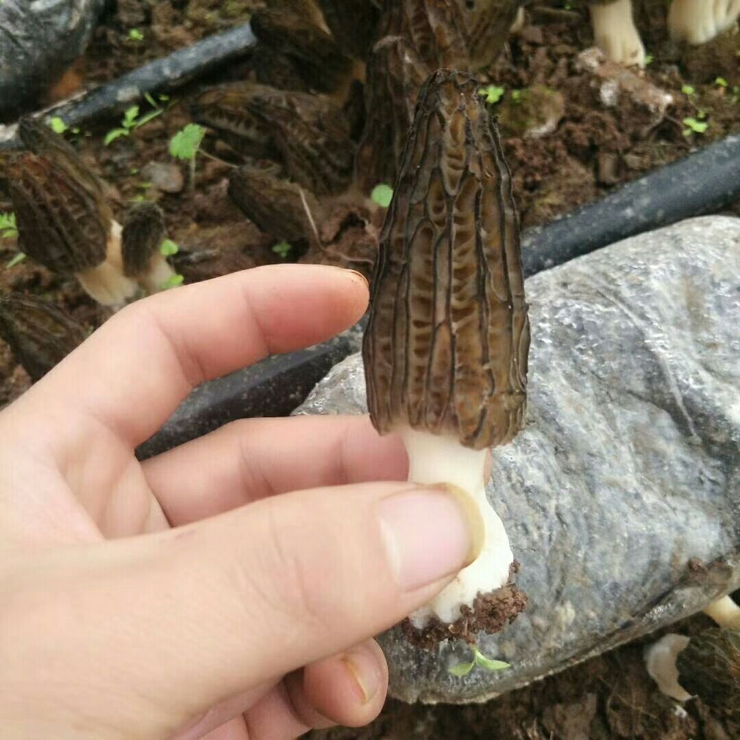 羊肚菌 鲜货