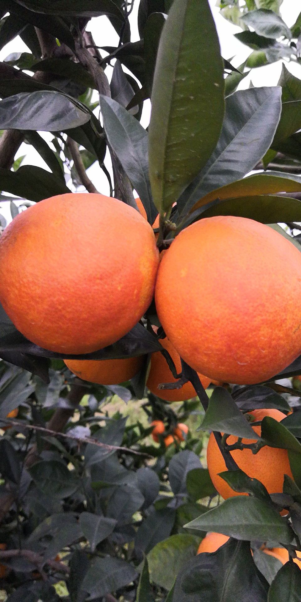 资中县塔罗科血橙，基地直供，对接电商，团购，12月中旬上市，
