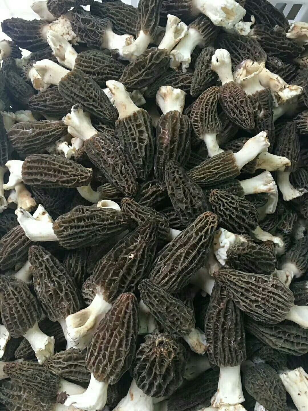 羊肚菌 鲜货
