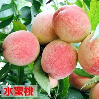 平邑县水蜜桃苗 正宗嫁接苗
南北方可种植