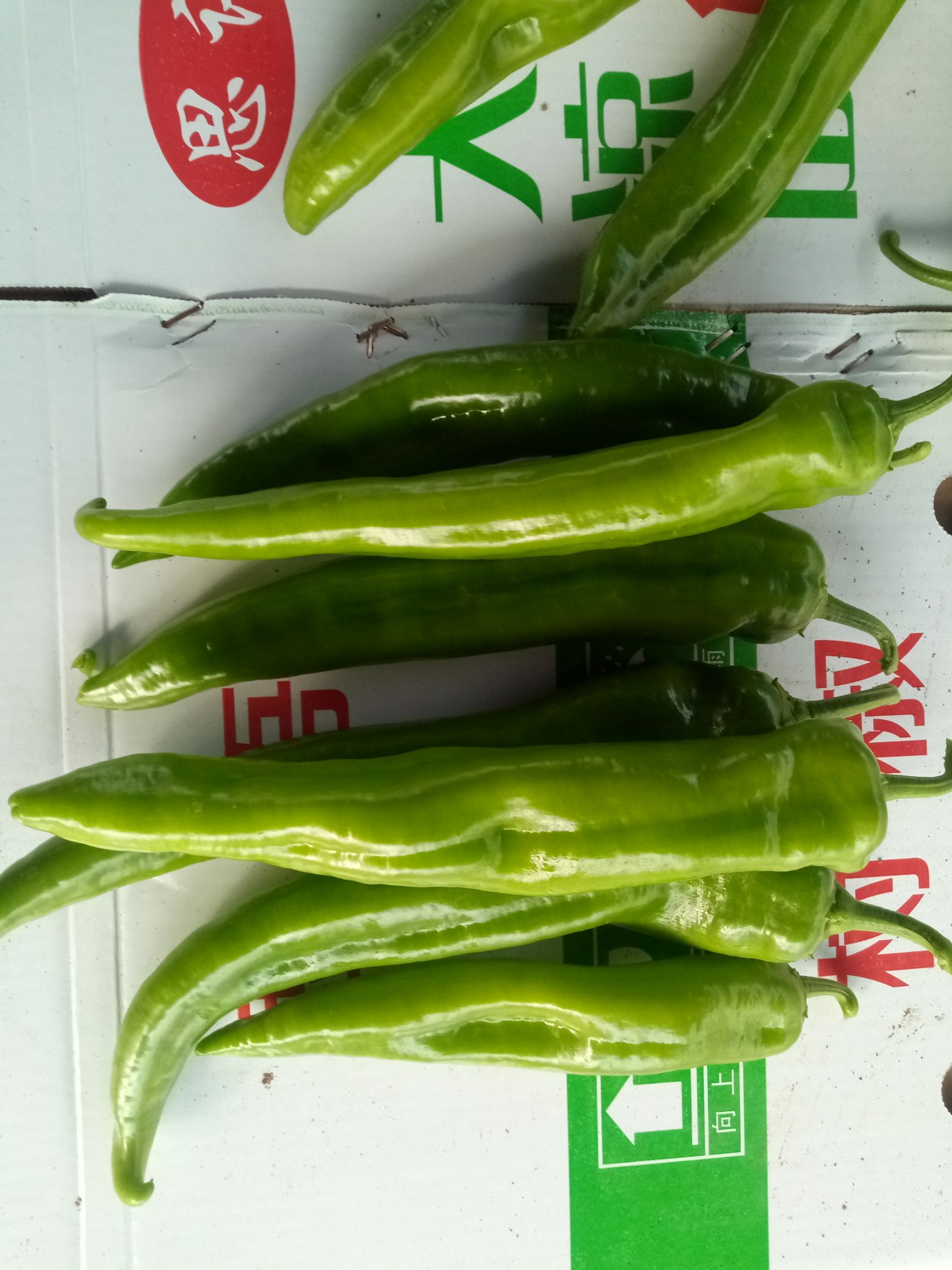 树椒15~20cm 中辣 靑色