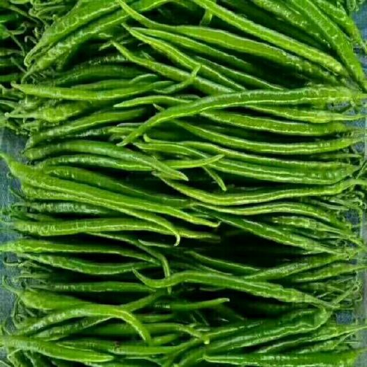 大荔县线椒 诚信第一，客户至上