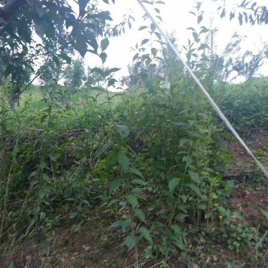镇宁县蜂糖李树苗  蜂唐李直生苗基地直发