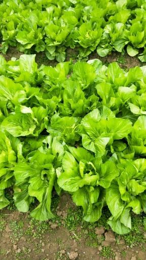 江永县包心芥菜