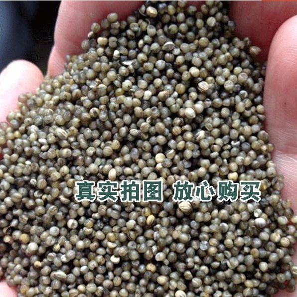 黑小米  黑谷种子