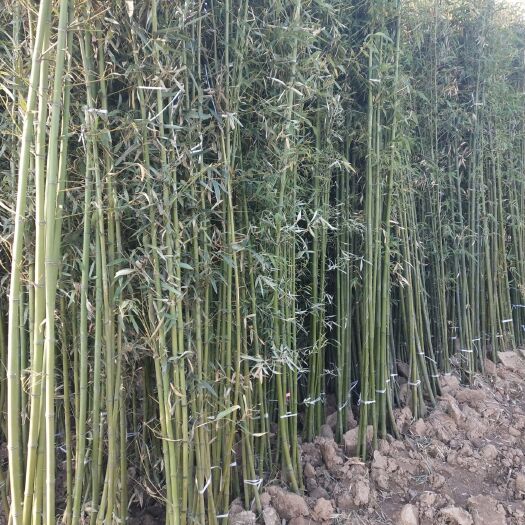 沭阳县菜架竹