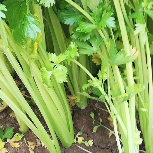 凌海市法国皇后芹菜 55~60cm 0.5斤以下 大棚种植