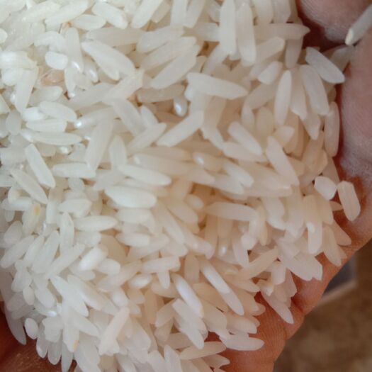 凤凰县泰优390大米 一等品 一季稻 籼米