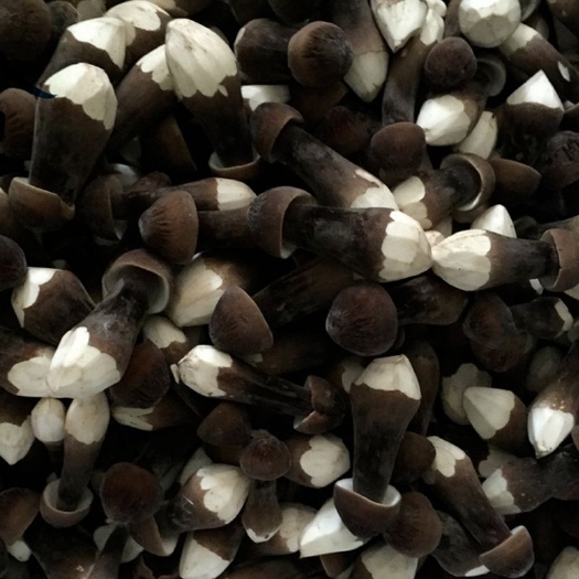 莱西市鸡枞菌 鲜货 人工种植 黑皮鸡枞 5cm~7cm 