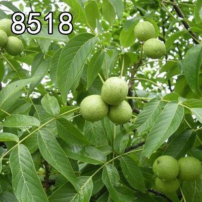 平邑县早实核桃苗 8518核桃苗